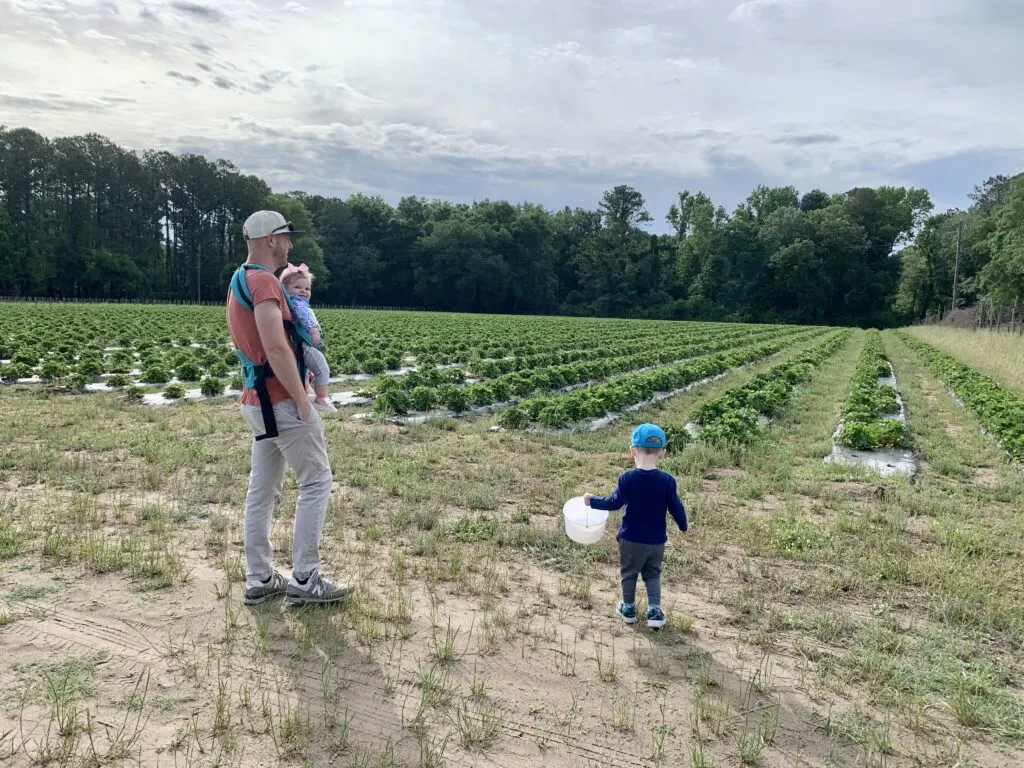 strawberry picking field