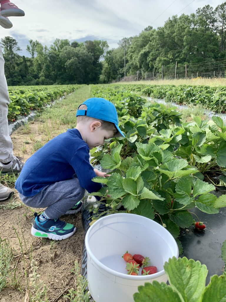 toddler strawberry picking