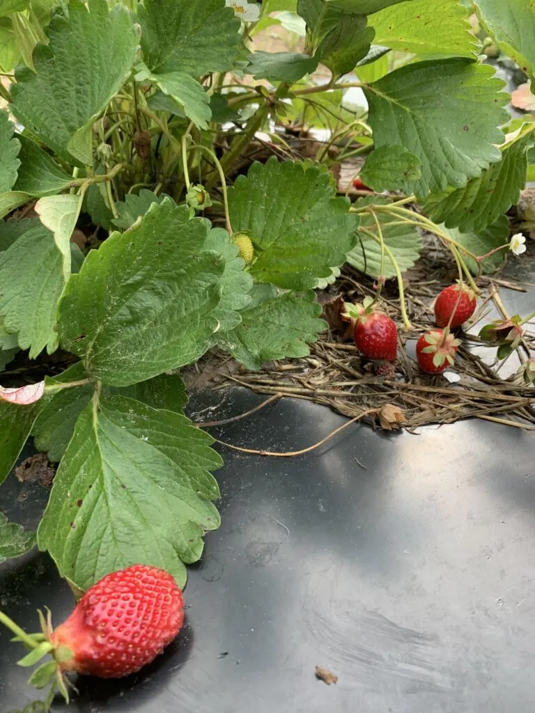 strawberry plant