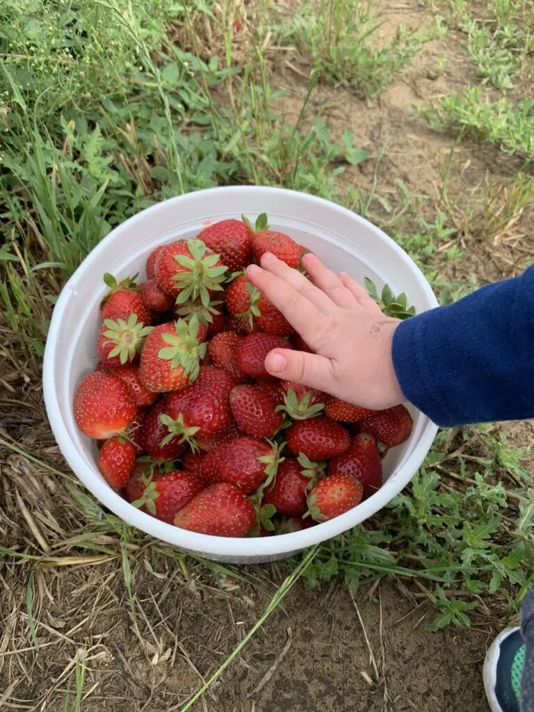 toddler hand with bucket of strawberries