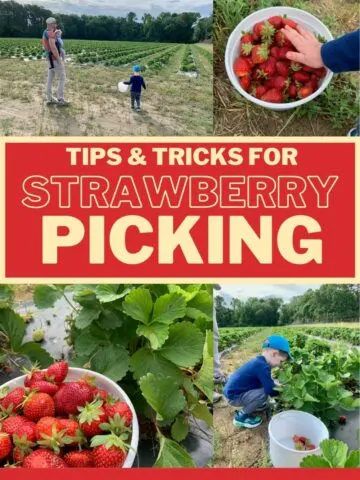 tips and tricks for strawberry picking with kids toddlers and babies
