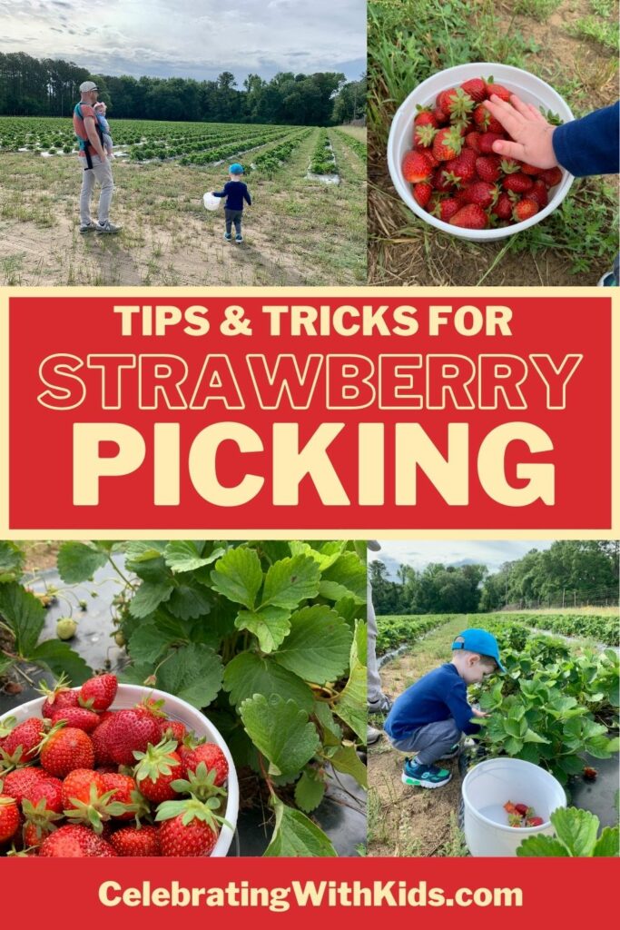 tips and tricks for strawberry picking with kids toddlers and babies