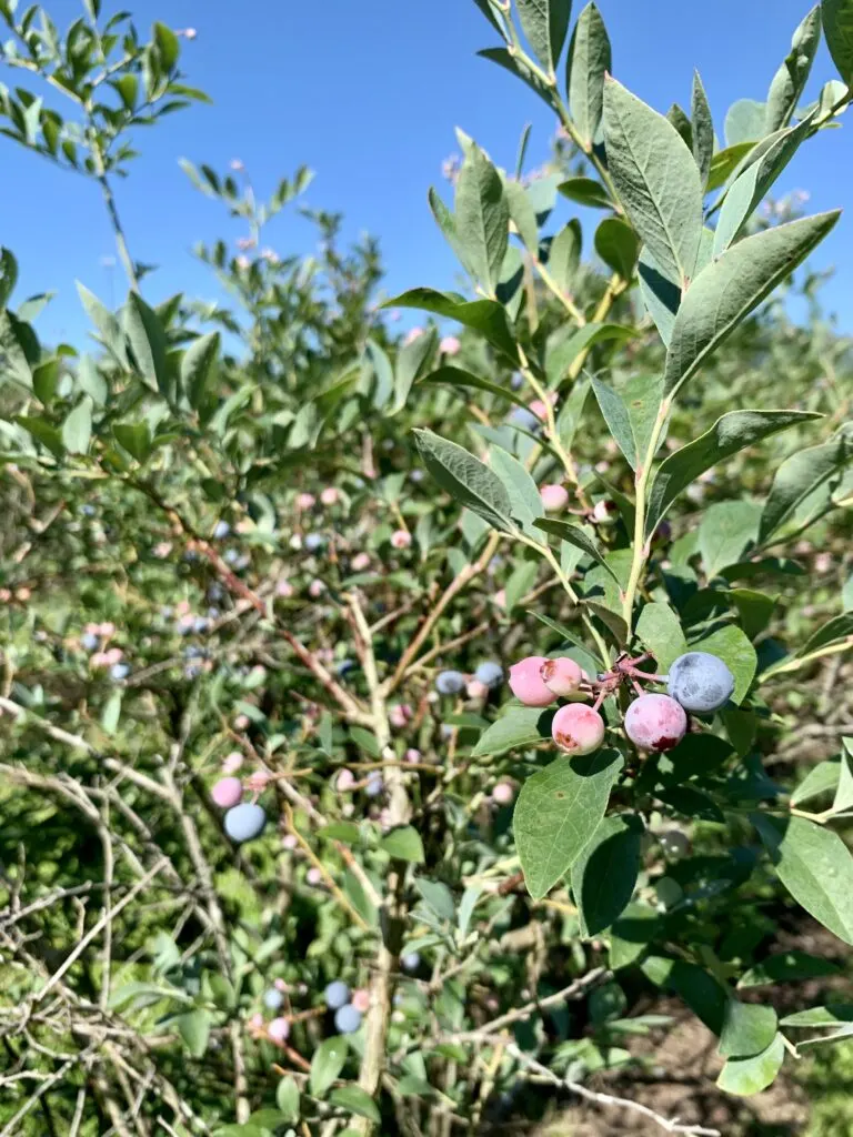 red vs blue blueberries