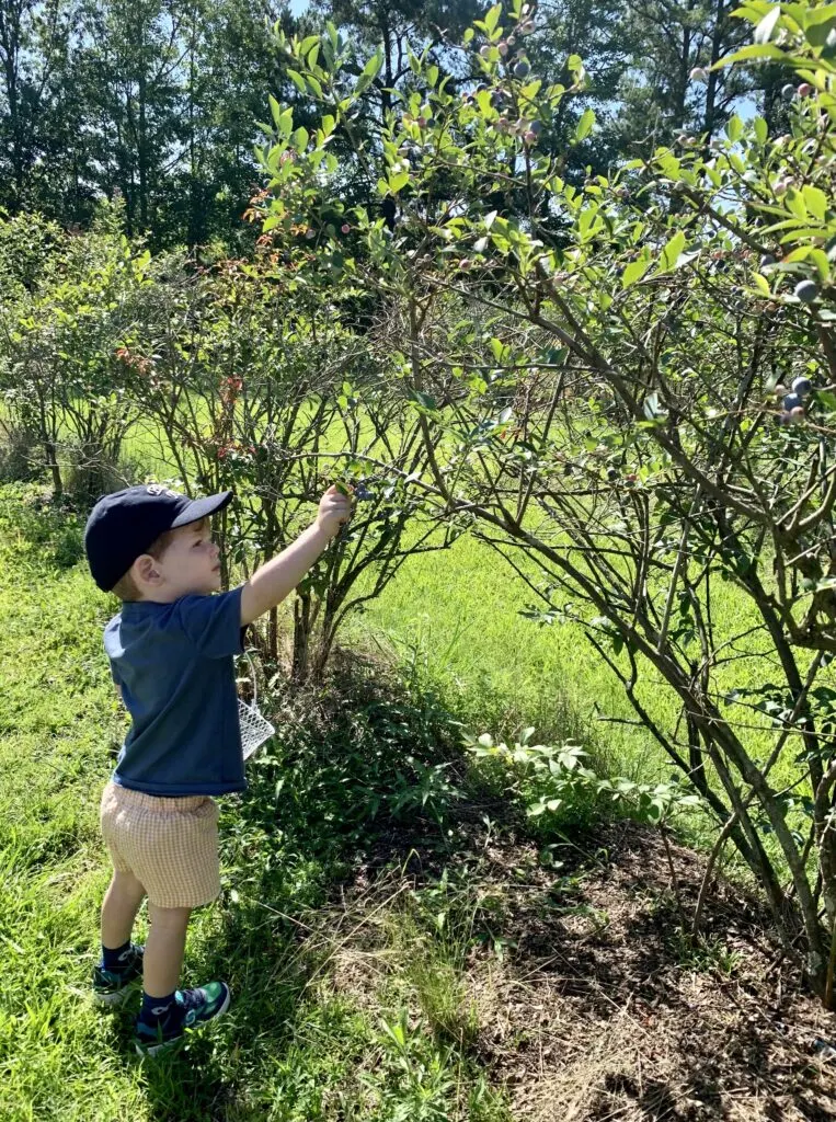toddler blueberry picking