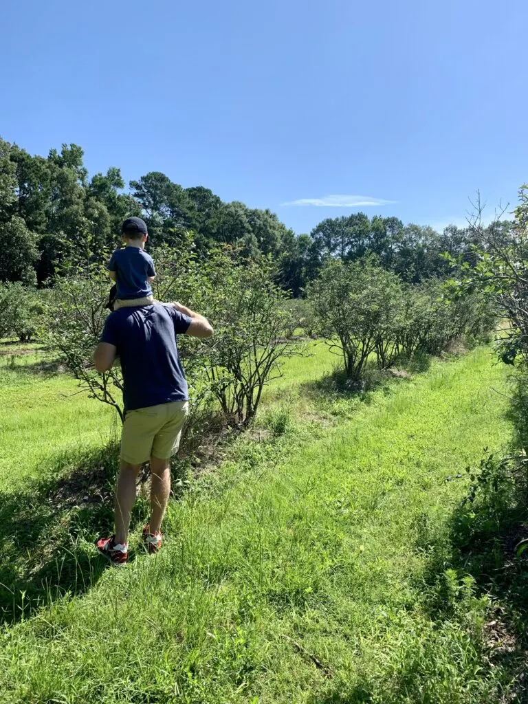 toddler picking blueberries on dads shoulders