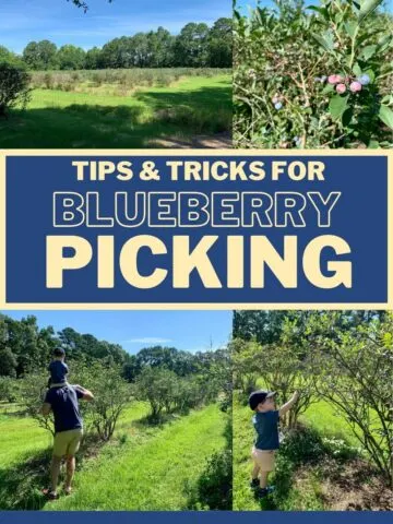 tips and tricks for blueberry picking with kids toddlers and babies