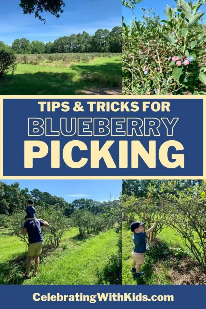 tips and tricks for blueberry picking with kids toddlers and babies