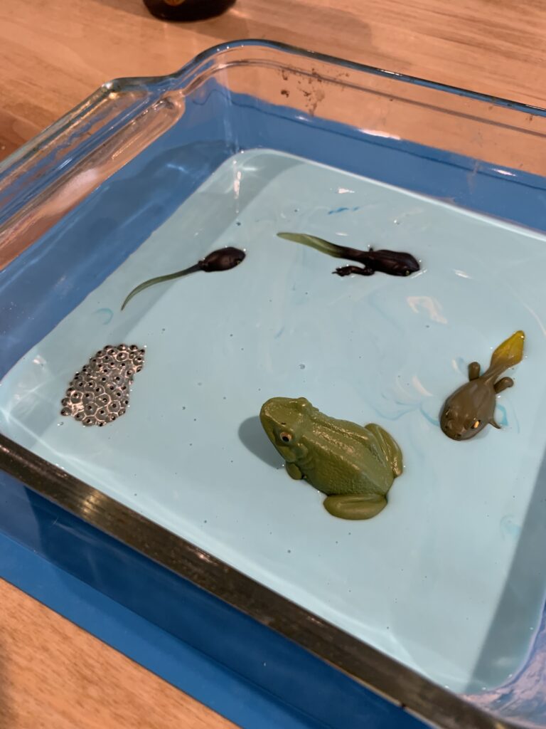 frog life cycle sensory bin with blue oobleck