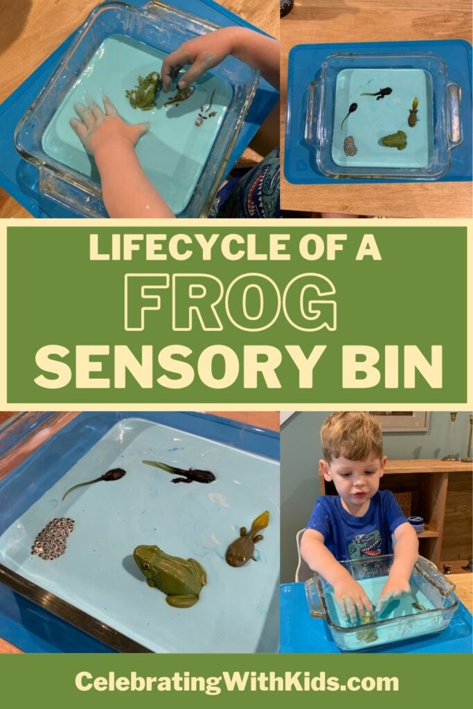 life cycle of a frog sensory bin idea