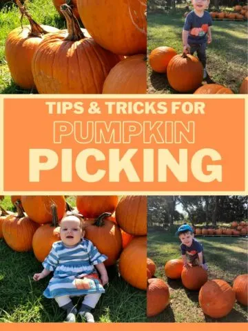 _tips and tricks for pumpkin picking with kids toddlers and babies
