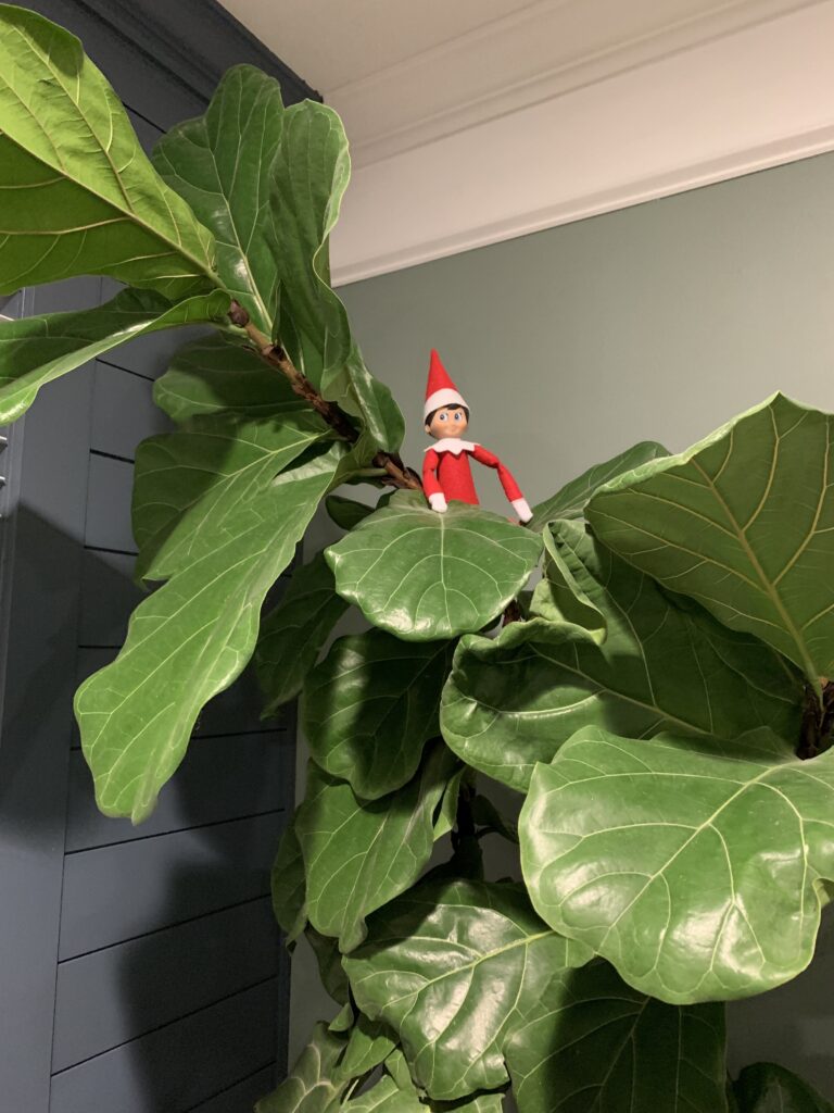 elf on a shelf in a plant