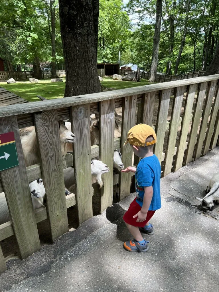 petting zoo at tweetsie railroad