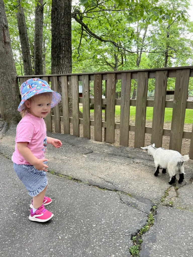 toddler at tweetsie railroad petting zoo