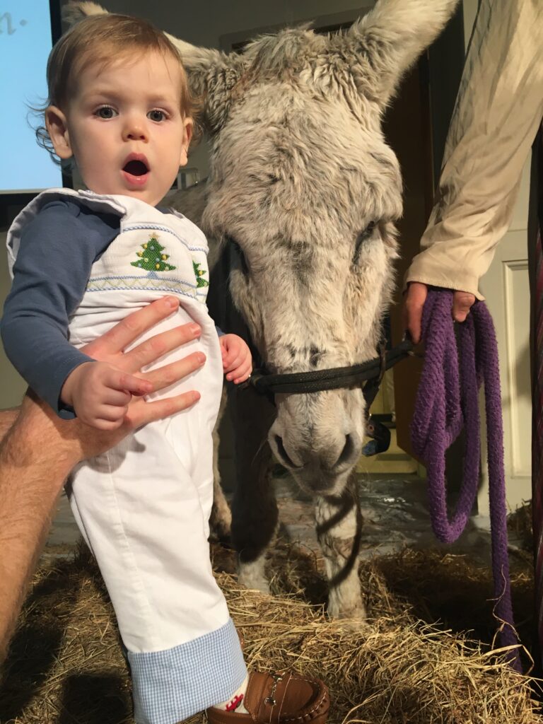 my son at his first nativity with a real donkey!