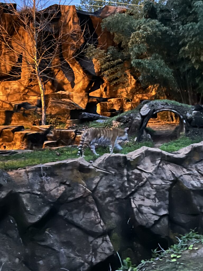 Tiger at Wild Lights