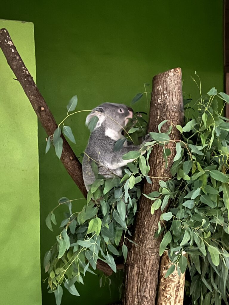 Koala at Wild Lights