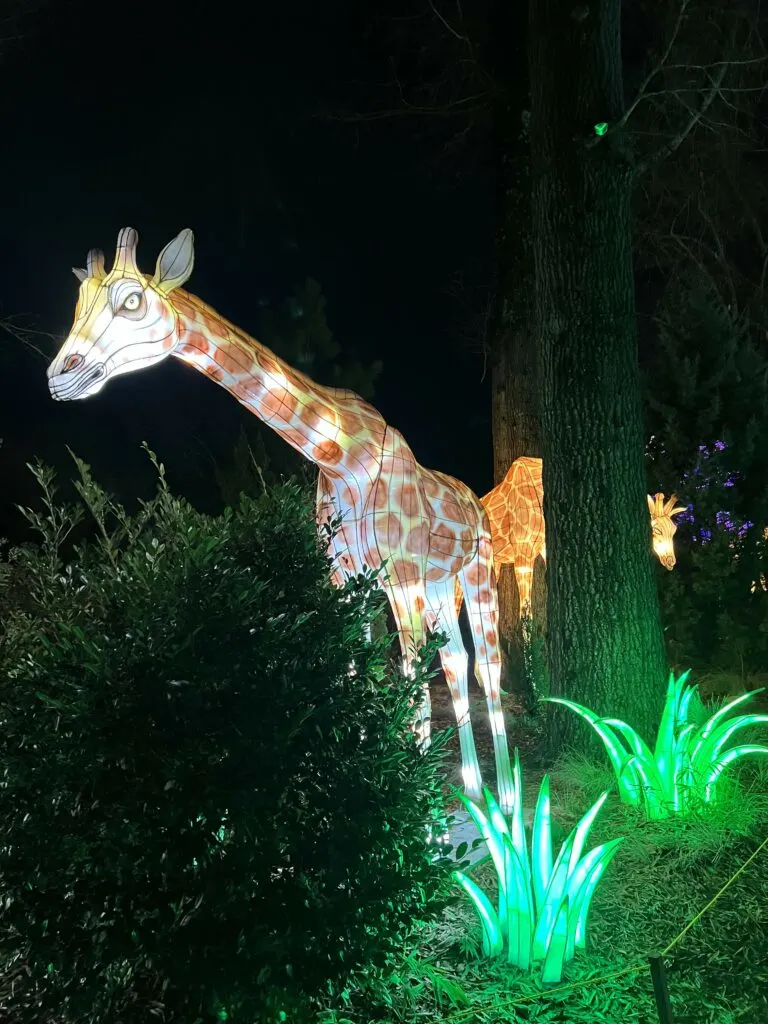 Is Wild Lights at Riverbanks Zoo worth it - Celebrating with Kids