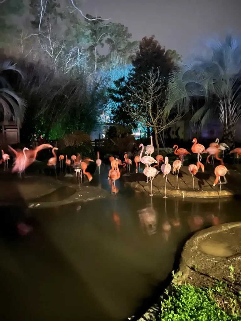 Flamingos at Wild Lights