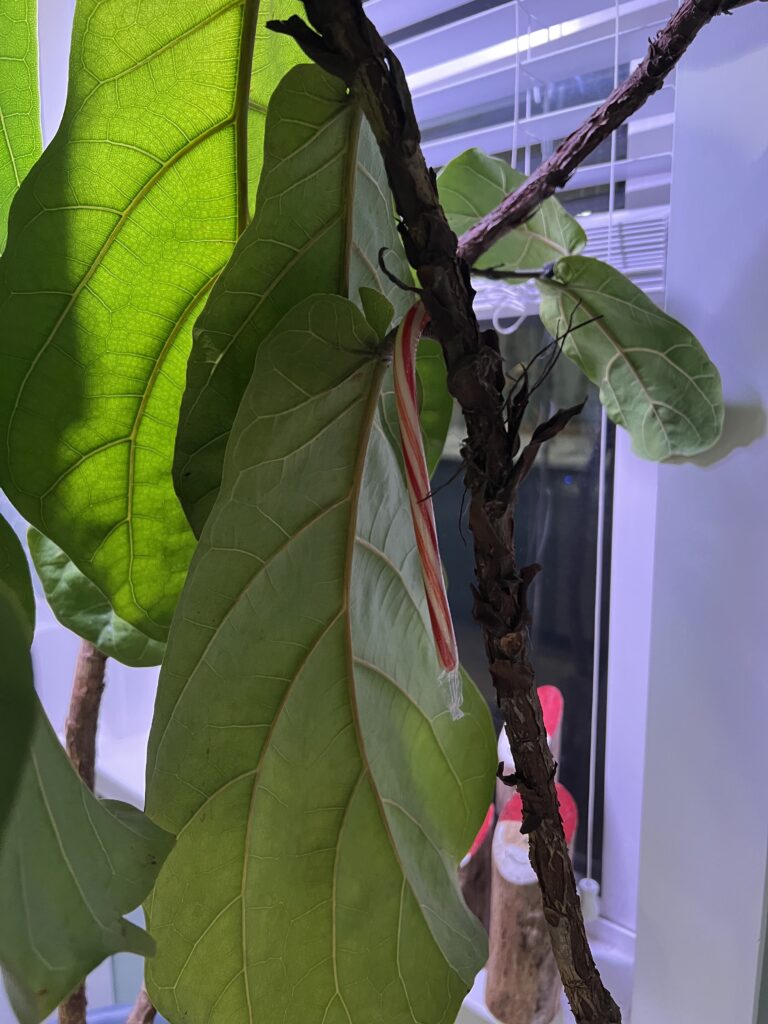 candy cane hanging on a house plant