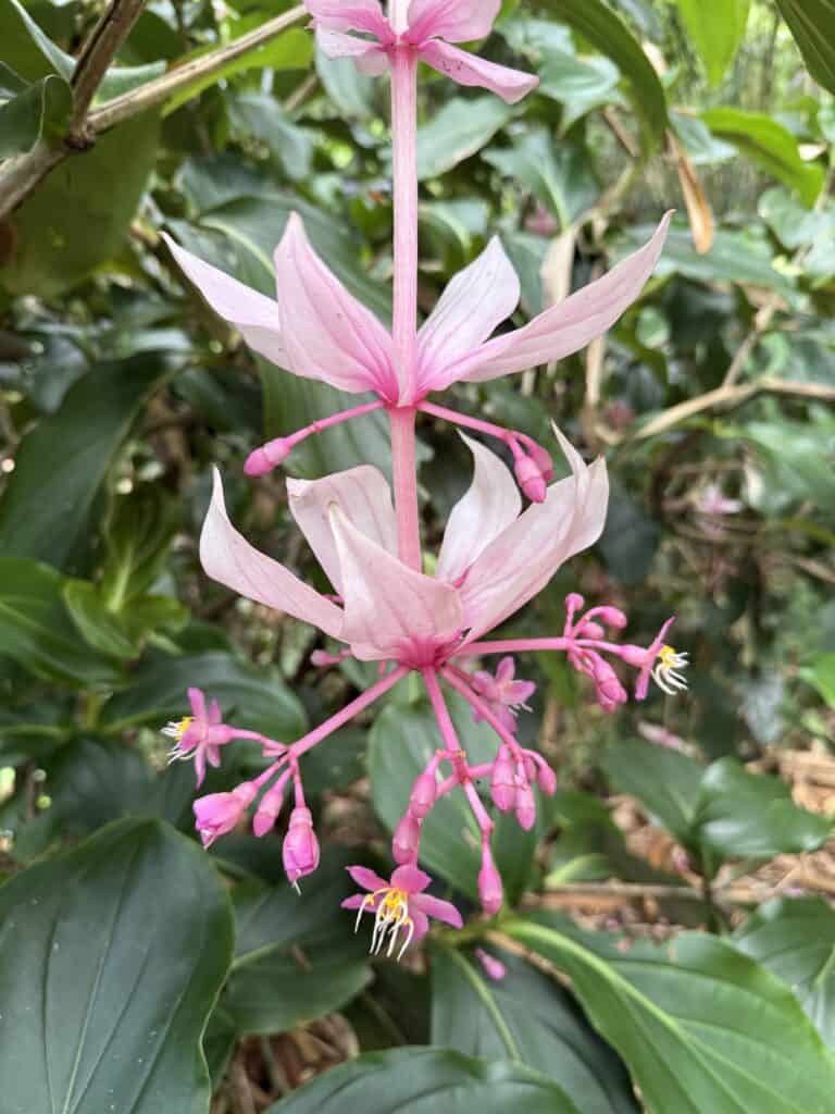 Garden of Eden Hana Maui