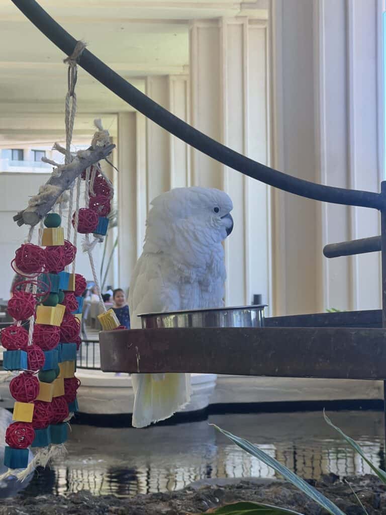 hyatt regency maui parrots