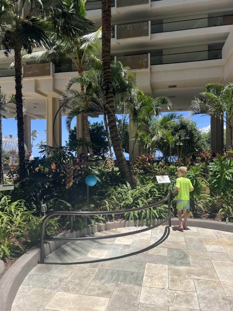 hyatt regency maui parrots