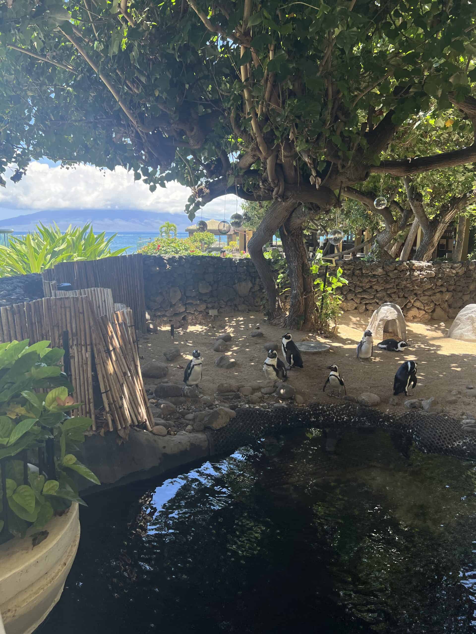 hyatt regency maui penguins