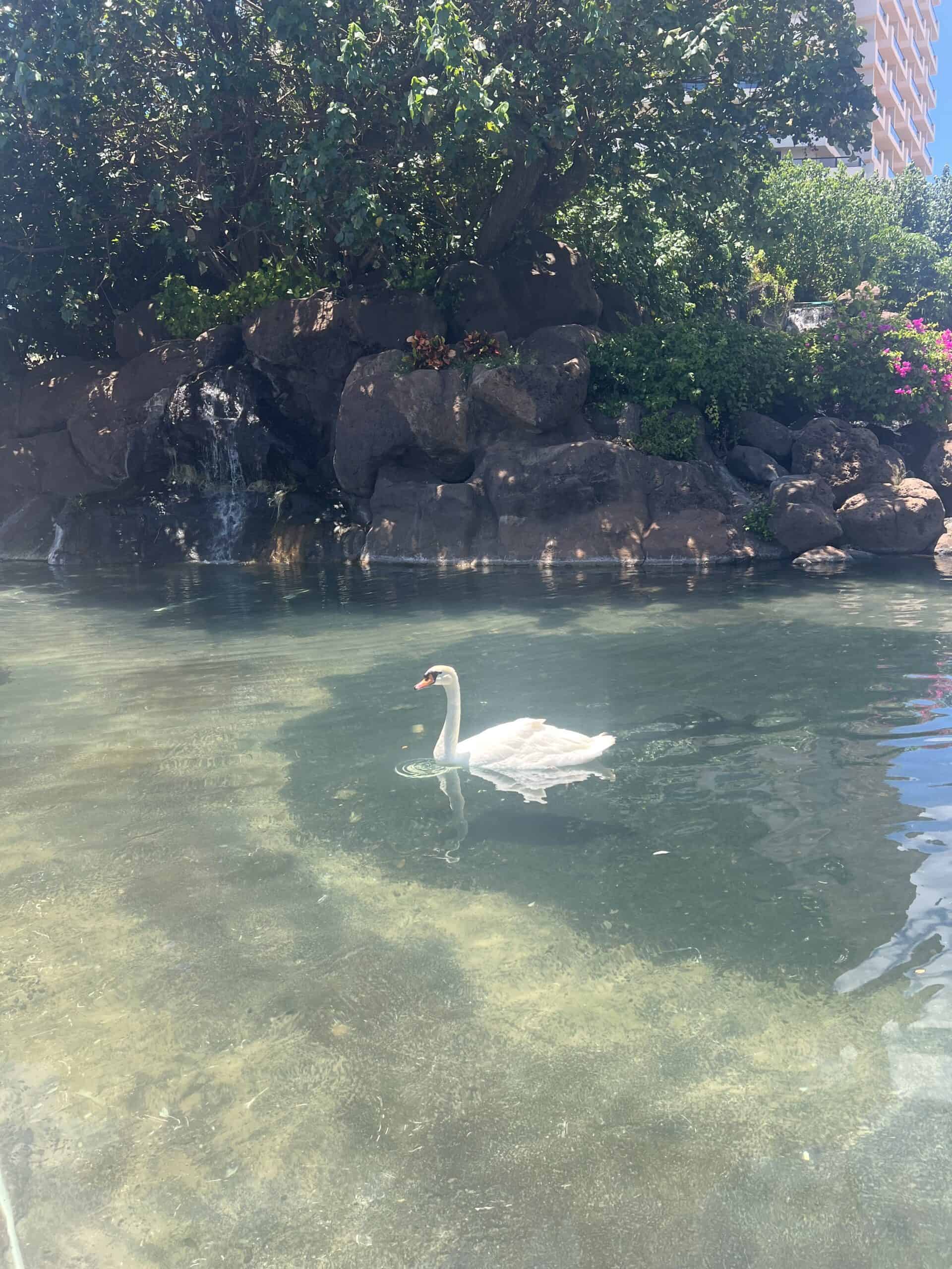 hyatt regency maui swans
