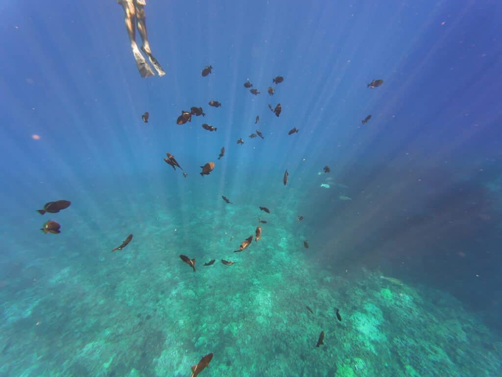 Molokini Crater snorkeling