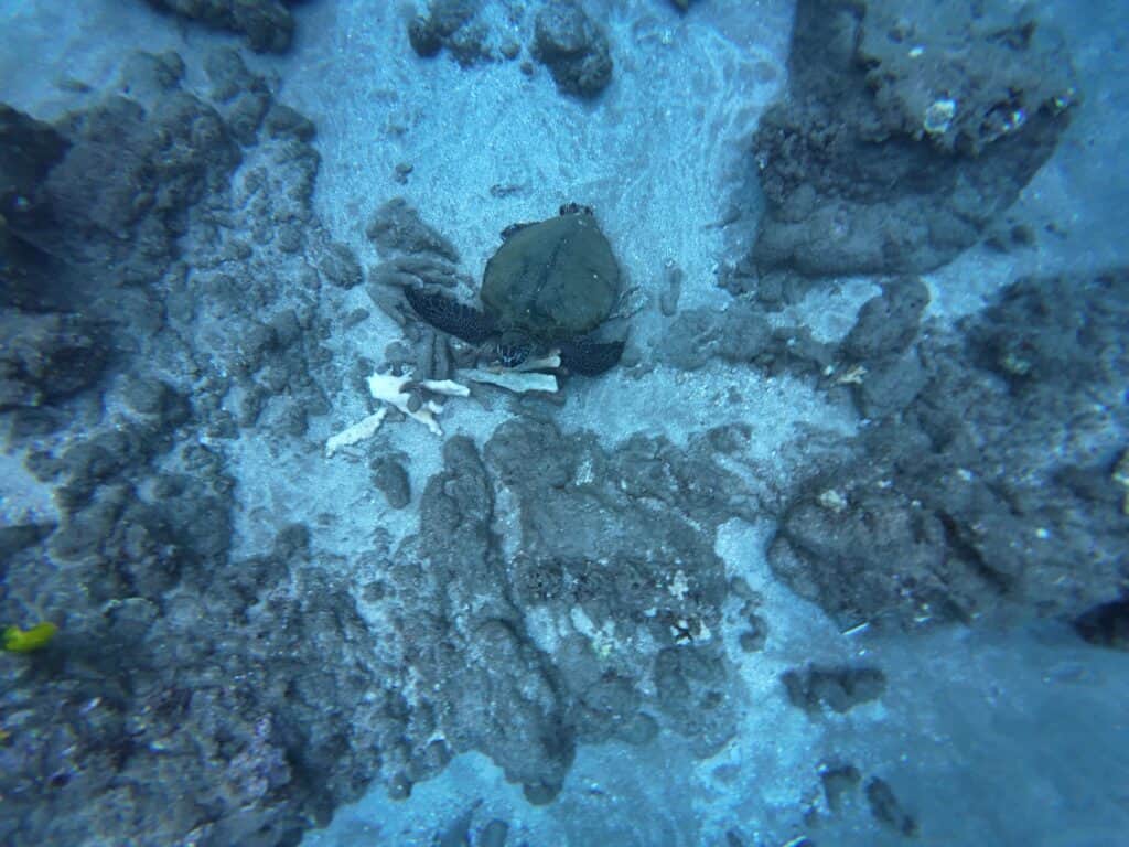 Molokini Crater snorkeling