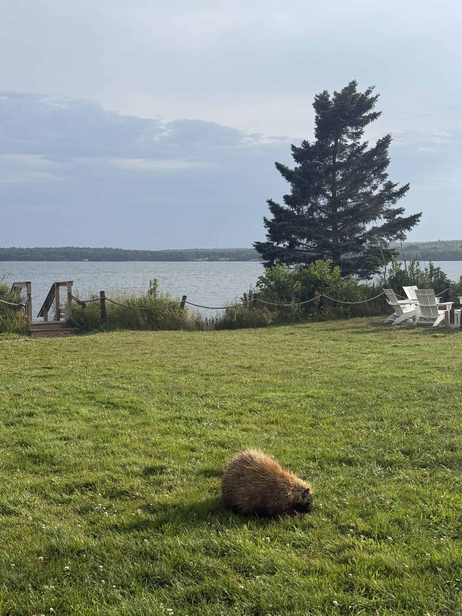 Under Canvas Acadia with kids - Celebrating with Kids
